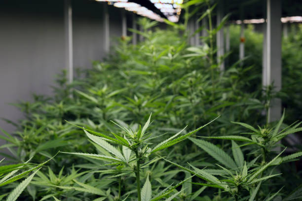What is Making Denver's Medical Marijuana Dispensaries Stand Out in the Market? 