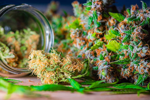Uncover How to Find the Perfect Strain for Your Needs at Denver’s Leading Medical Marijuana Dispensaries