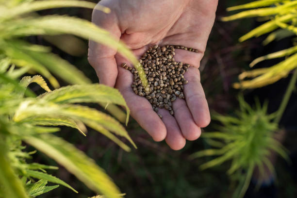 What Makes Denver's Medical Marijuana Dispensaries the Go-to Option for Quality Products? 