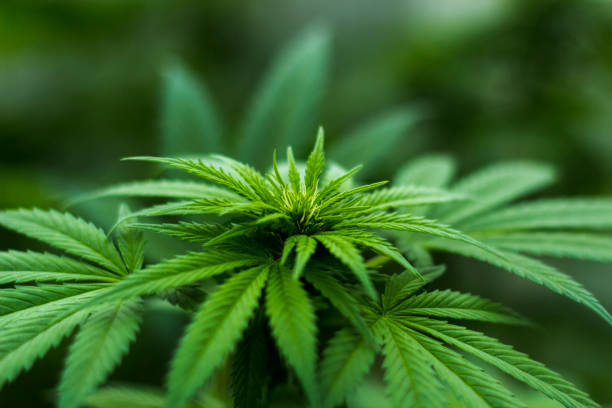 What is it About Denver's Medical Marijuana Dispensaries that Patients Can't Stop Talking About?