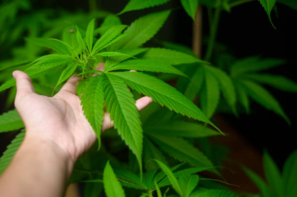 ../img/cannabistincturesdenver.jpg
