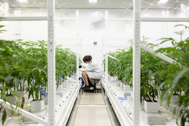What is the Secret Behind Denver's Premier Medical Marijuana Dispensaries? 