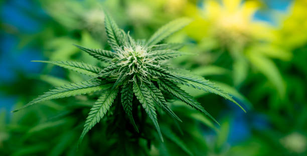 The Role of Medical Marijuana Dispensaries in Denver's Healthcare System