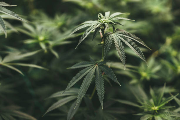 Understanding the Legal Aspects of Medical Marijuana Dispensaries in Denver