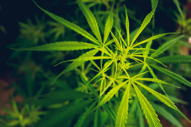 The Ultimate Guide on How to Benefit from Denver’s Finest Medical Marijuana Services
