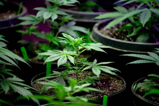 How Denver's Premier Medical Marijuana Dispensaries are Revolutionizing Healthcare