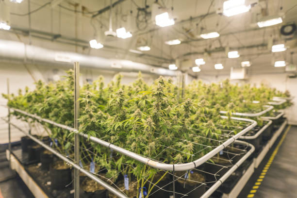 Explore How You Can Relieve Chronic Pain with Help from Denver's Reputed Medical Marijuana Dispensaries1. A Comprehensive Guide to Medical Marijuana Dispensaries in Denver