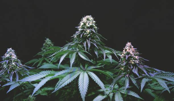 Exploring the Benefits of Medical Marijuana: A Look at Denver's Leading Dispensaries