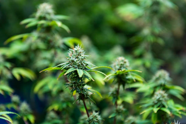 Learn How to Navigate Denver's Thriving Medical Marijuana Industry