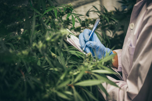 What is it that Sets Denver's Medical Marijuana Dispensaries Above the Rest? 