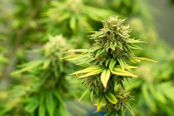 How to Navigate and Choose a Medical Marijuana Dispensary in Denver