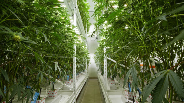 Discover How to Access Quality Medical Cannabis at Denver's Top Dispensaries