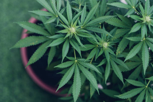 Discover What Makes Our Medical Marijuana Dispensaries in Denver So Highly Rated!  